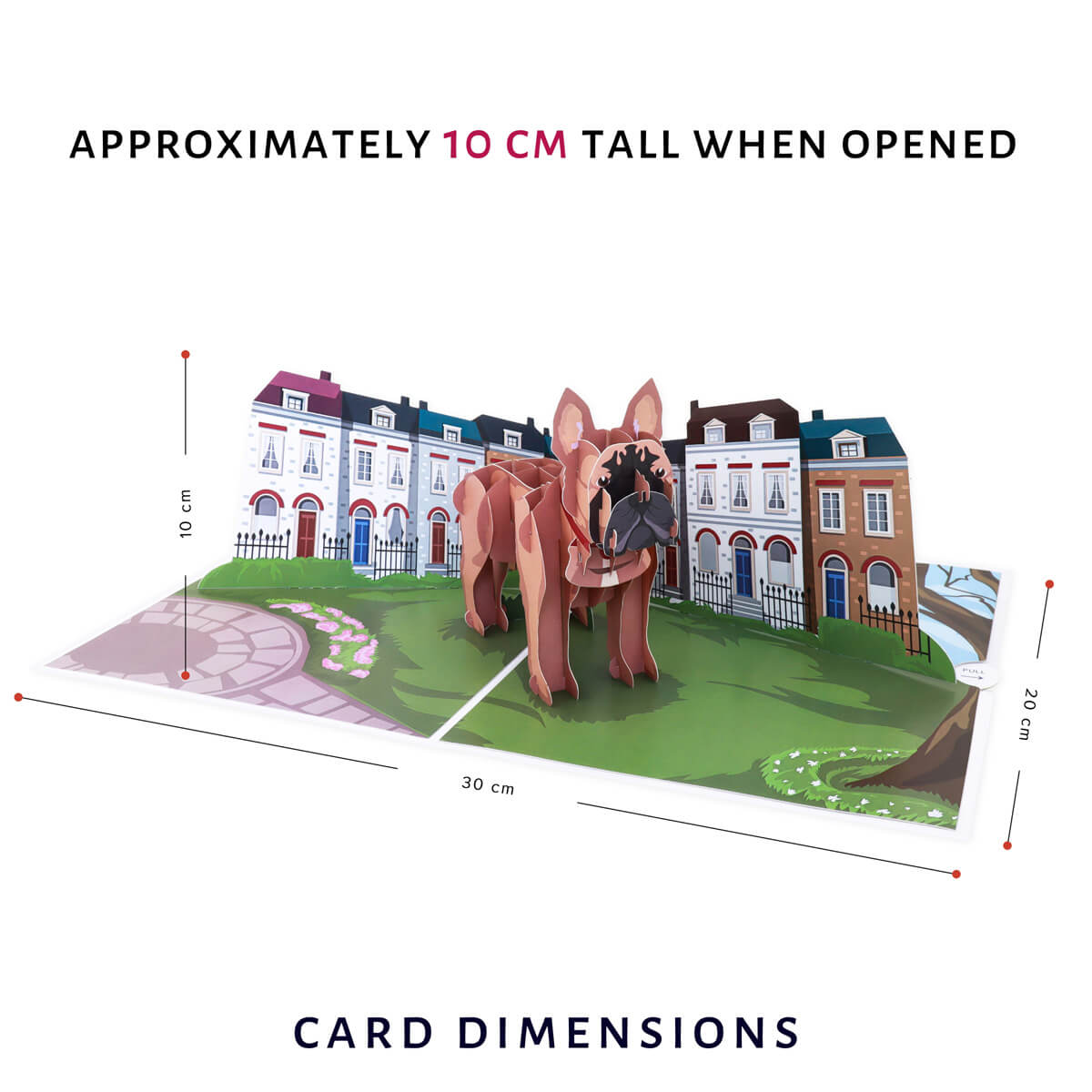 Cardology French Bulldog Pop Up Card - image showing card dimensions which are 30cm (l) x 20cm (w) and 10cm (h) approx when open