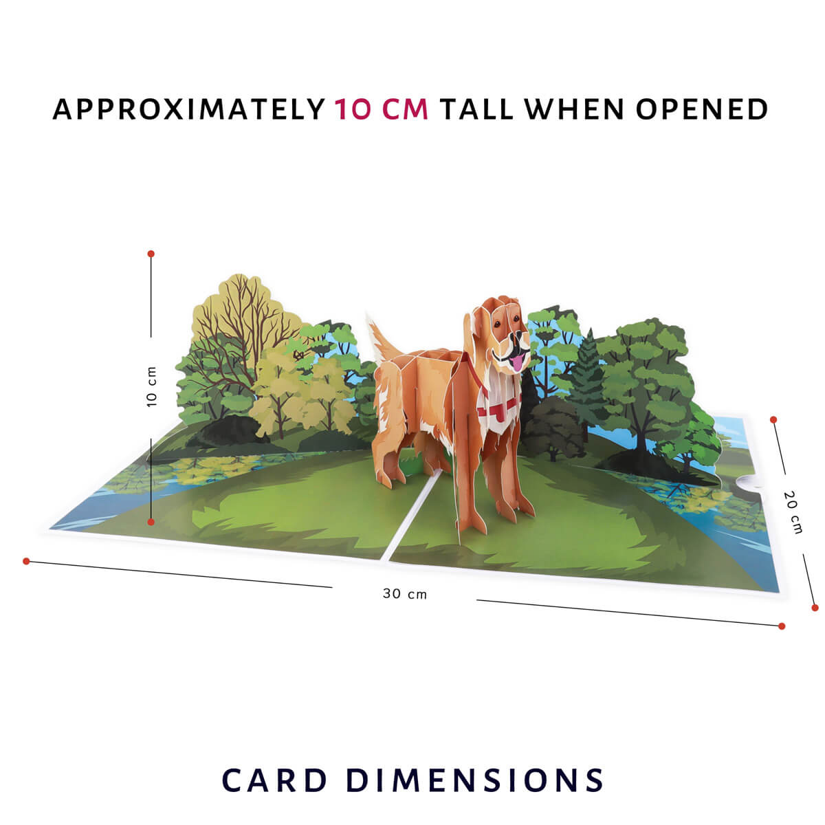 Cardology Golden Retriever Pop Up Card - card dimensions image which are 30cm (l) x 20cm (w) x 10cm (h) approximately