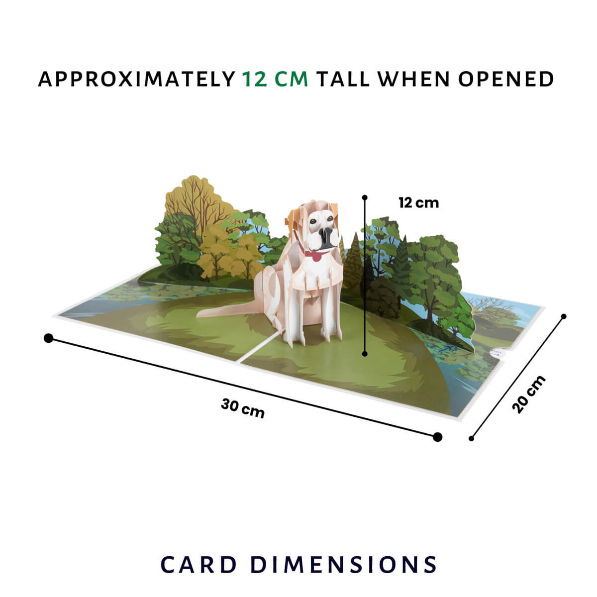 Labrador Pop Up Card by Cardology - image of dimensions when the pop up card is open