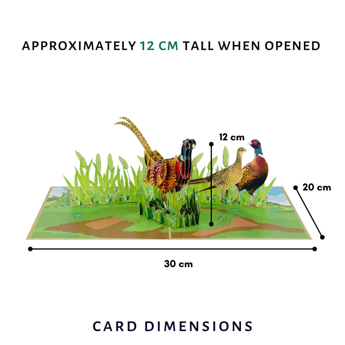 Pheasant Pop-up card dimensions on a white background